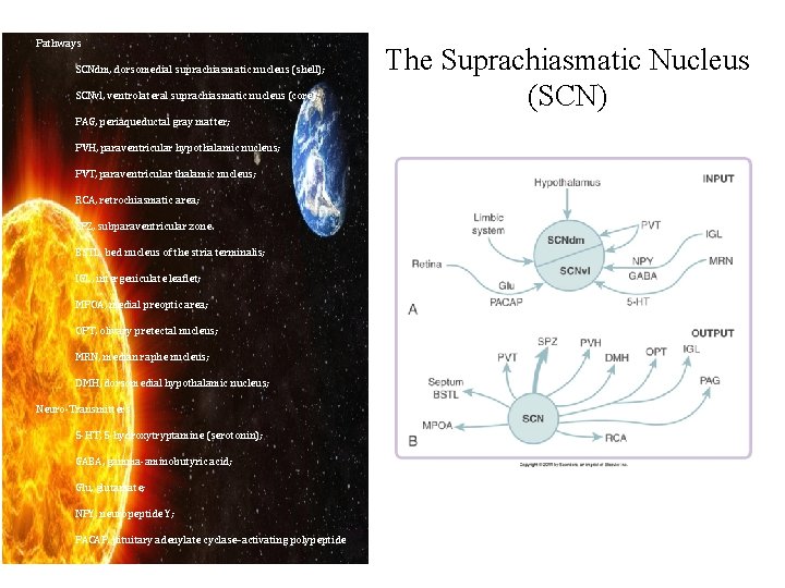 Pathways SCNdm, dorsomedial suprachiasmatic nucleus (shell); SCNvl, ventrolateral suprachiasmatic nucleus (core); PAG, periaqueductal gray