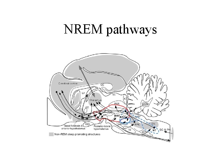 NREM pathways 