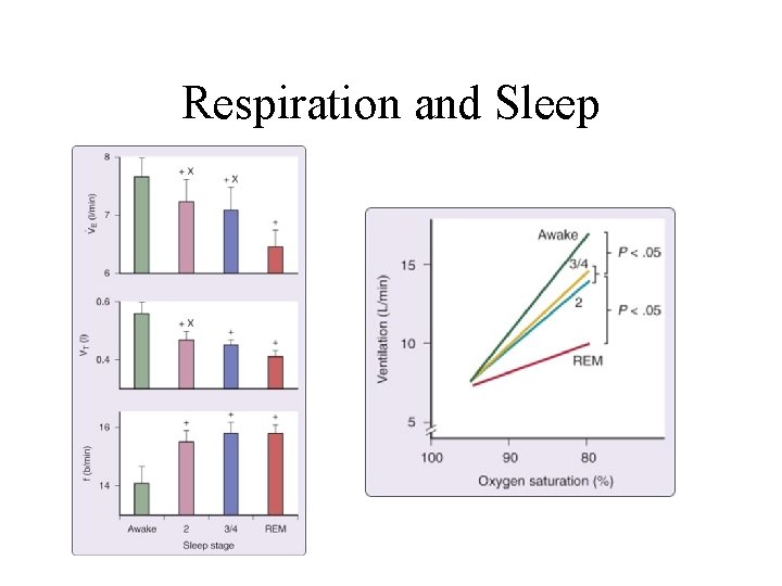 Respiration and Sleep 