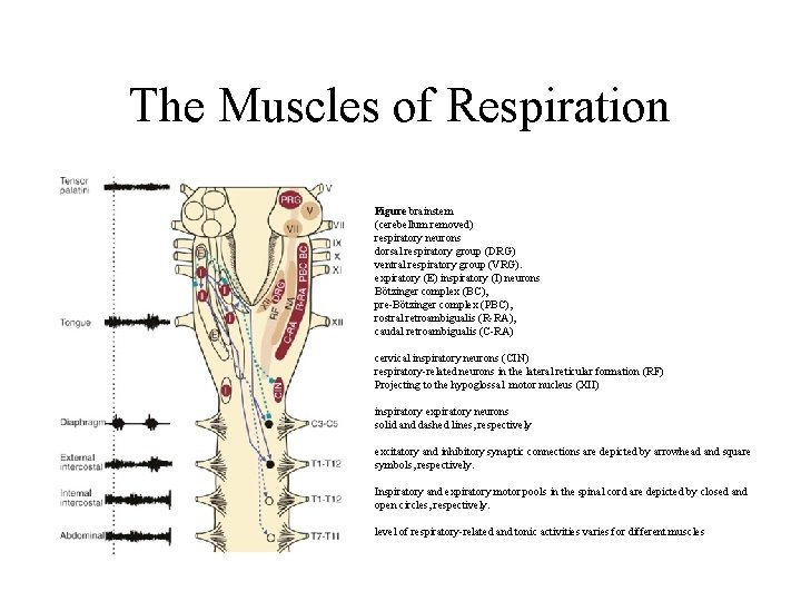 The Muscles of Respiration Figure brainstem (cerebellum removed) respiratory neurons dorsal respiratory group (DRG)
