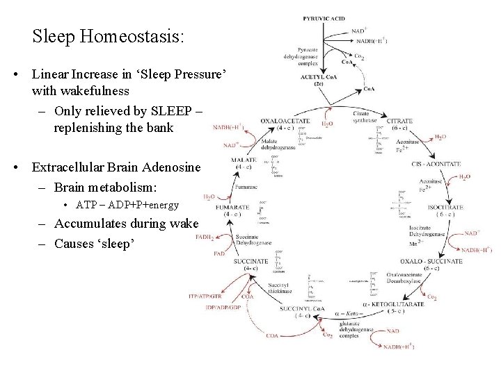 Sleep Homeostasis: • Linear Increase in ‘Sleep Pressure’ with wakefulness – Only relieved by