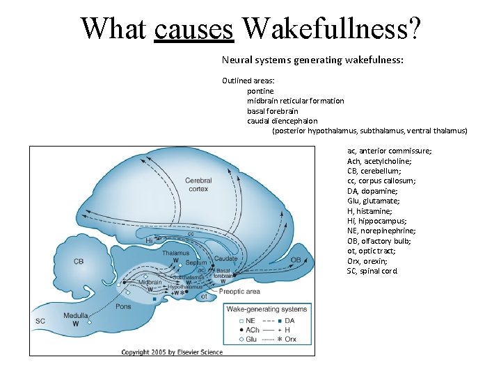 What causes Wakefullness? Neural systems generating wakefulness: Outlined areas: pontine midbrain reticular formation basal