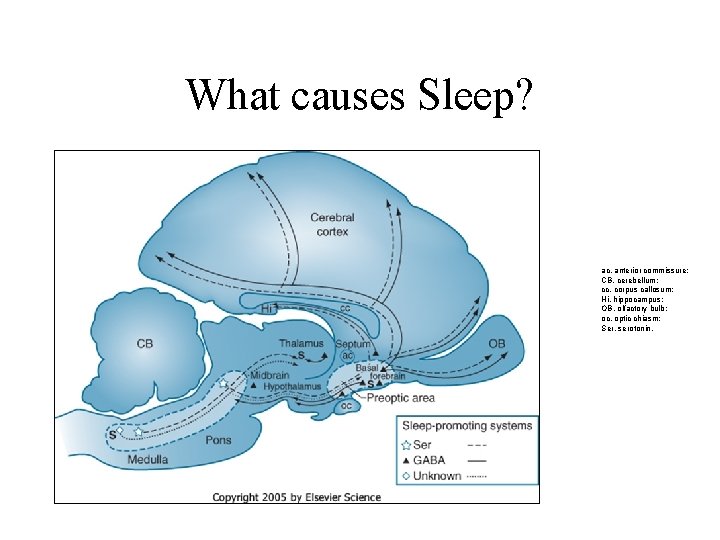 What causes Sleep? ac, anterior commissure; CB, cerebellum; cc, corpus callosum; Hi, hippocampus; OB,