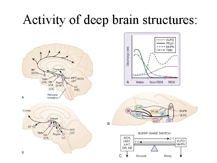 Activity of deep brain structures: 