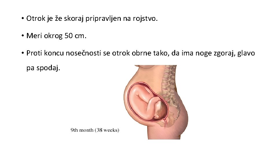 • Otrok je že skoraj pripravljen na rojstvo. • Meri okrog 50 cm. • Otrok je že skoraj pripravljen na rojstvo. • Meri okrog 50 cm.