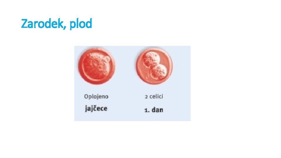 Zarodek, plod Zarodek, plod