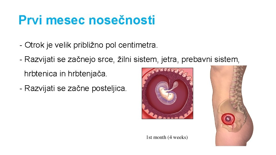 Prvi mesec nosečnosti - Otrok je velik približno pol centimetra. - Razvijati se začnejo Prvi mesec nosečnosti - Otrok je velik približno pol centimetra. - Razvijati se začnejo