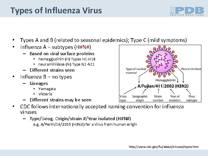 Types of Influenza Virus • Types A and B (related to seasonal epidemics); Type