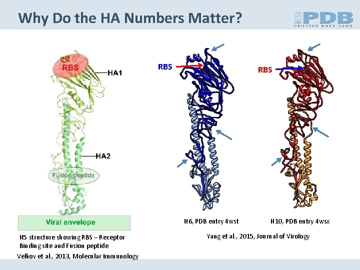 Why Do the HA Numbers Matter? RBS H 6, PDB entry 4 wst H