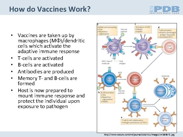 How do Vaccines Work? • Vaccines are taken up by macrophages (MF)/dendritic cells which