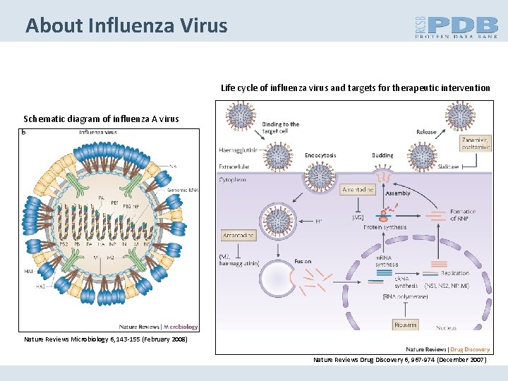 About Influenza Virus Life cycle of influenza virus and targets for therapeutic intervention Schematic