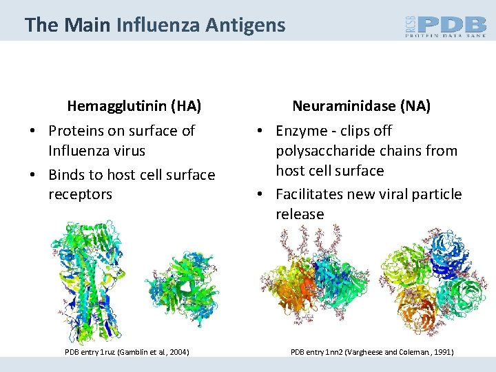 The Main Influenza Antigens Hemagglutinin (HA) • Proteins on surface of Influenza virus •