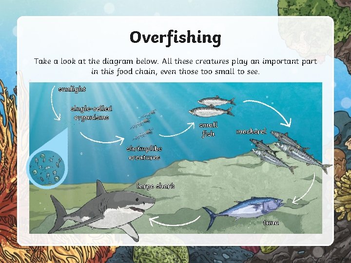 Overfishing Take a look at the diagram below. All these creatures play an important