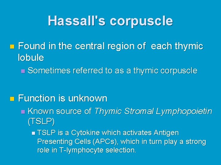 Hassall's corpuscle n Found in the central region of each thymic lobule n n