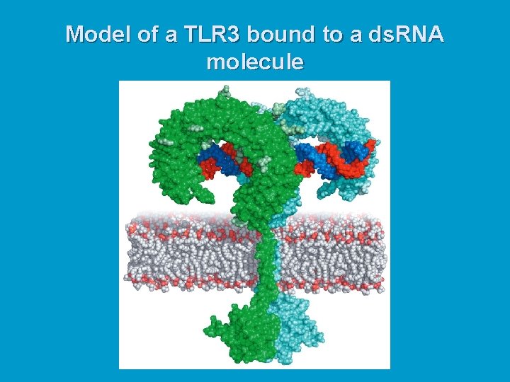 Model of a TLR 3 bound to a ds. RNA molecule 