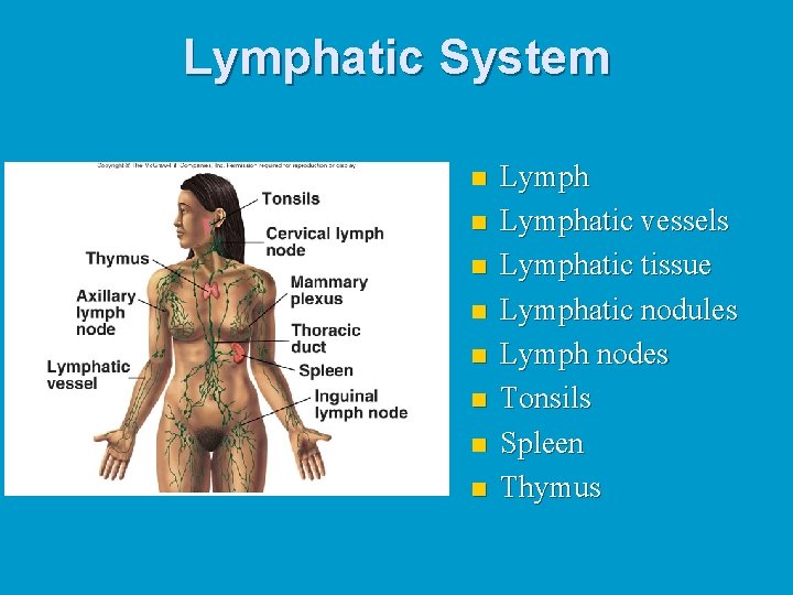 Lymphatic System n n n n Lymphatic vessels Lymphatic tissue Lymphatic nodules Lymph nodes