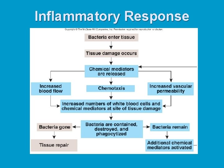 Inflammatory Response 