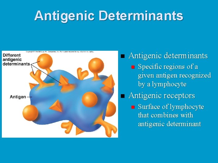 Antigenic Determinants n Antigenic determinants n n Specific regions of a given antigen recognized
