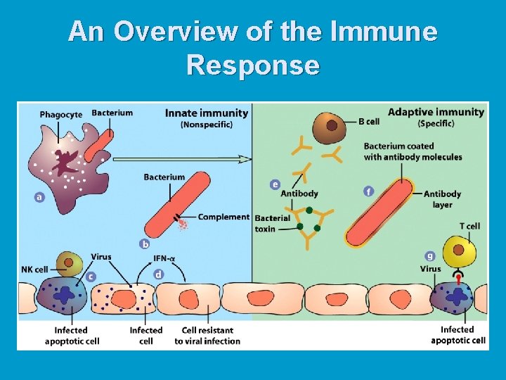 An Overview of the Immune Response 