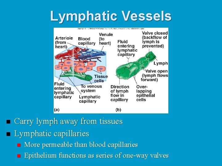 Lymphatic Vessels n n Carry lymph away from tissues Lymphatic capillaries n n More