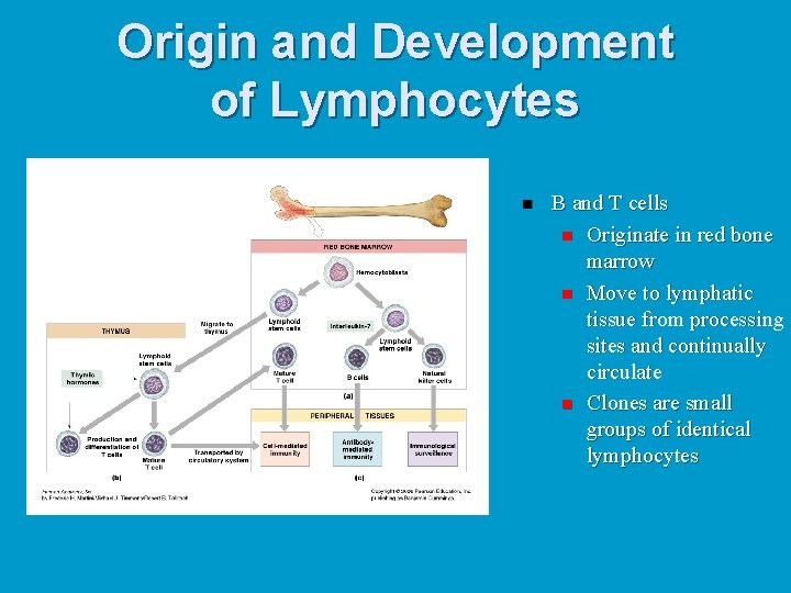 Origin and Development of Lymphocytes n B and T cells n Originate in red