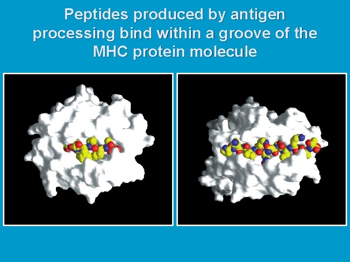 Peptides produced by antigen processing bind within a groove of the MHC protein molecule