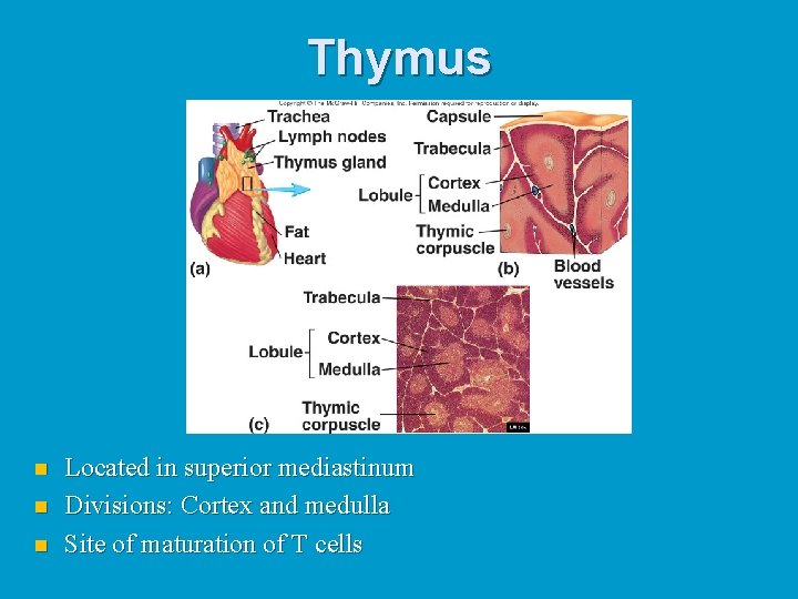 Thymus n n n Located in superior mediastinum Divisions: Cortex and medulla Site of