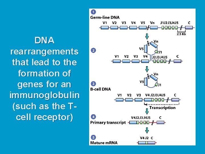 DNA rearrangements that lead to the formation of genes for an immunoglobulin (such as