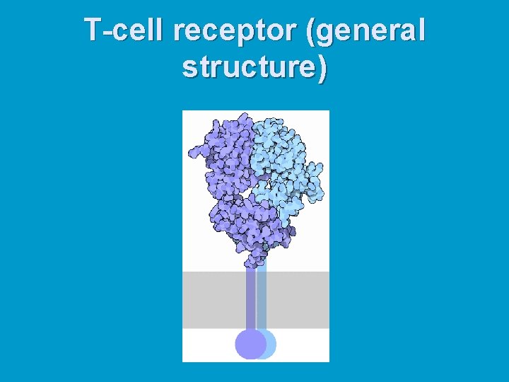 T-cell receptor (general structure) 