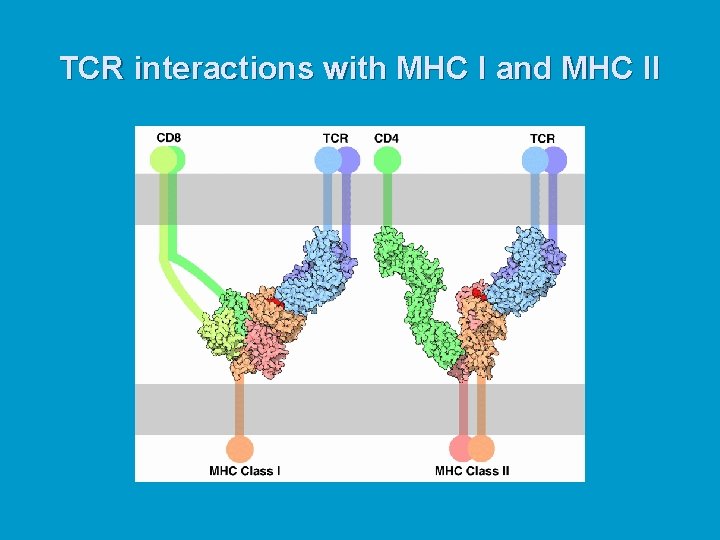 TCR interactions with MHC I and MHC II 