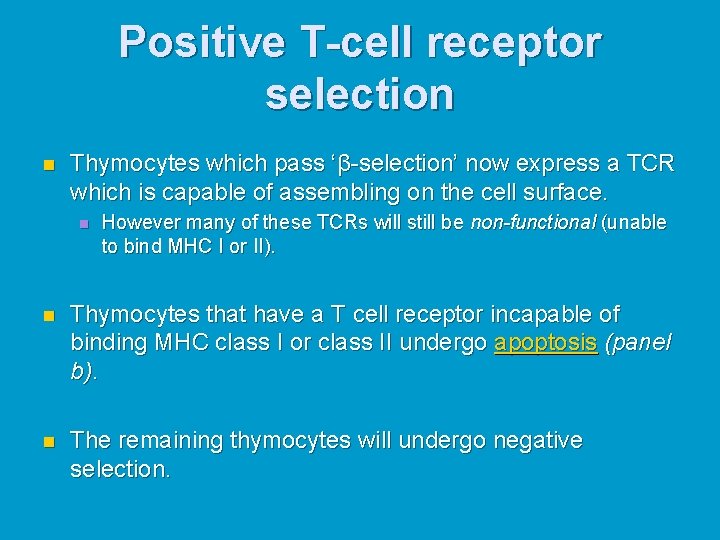 Positive T-cell receptor selection n Thymocytes which pass ‘β-selection’ now express a TCR which