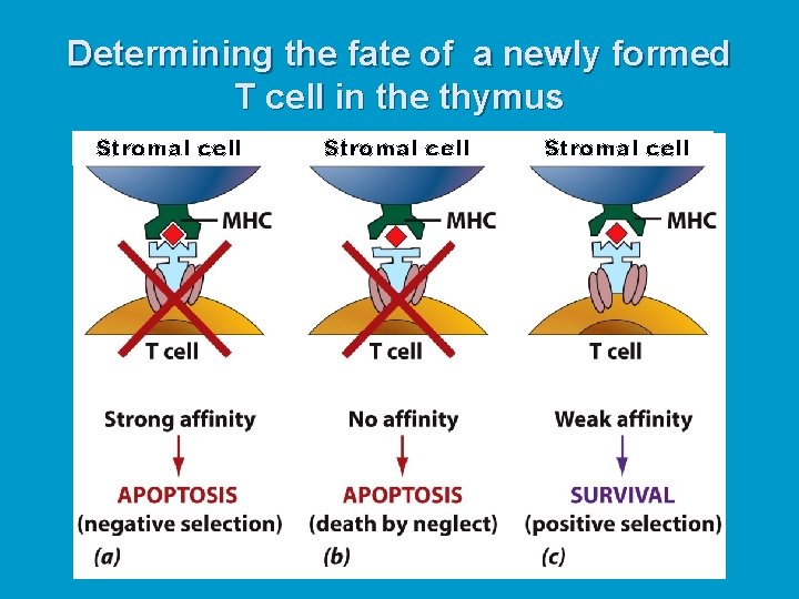 Determining the fate of a newly formed T cell in the thymus Stromal cell