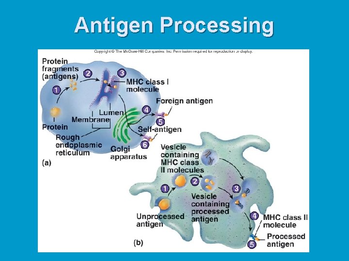 Antigen Processing 