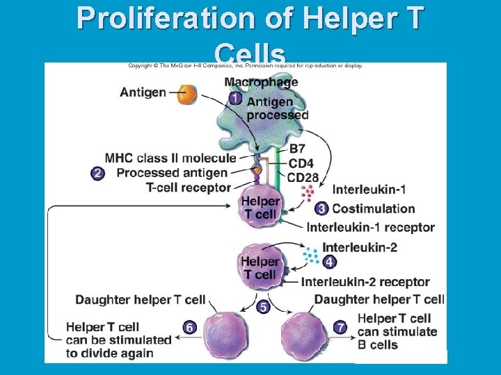 Proliferation of Helper T Cells 