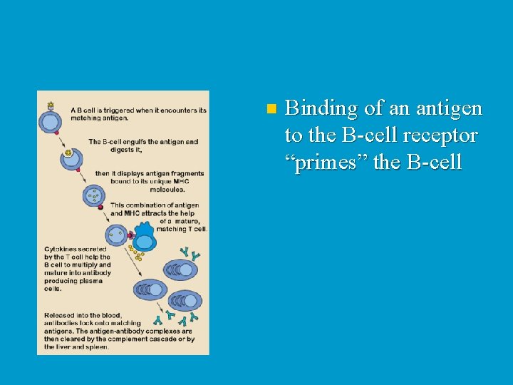 n Binding of an antigen to the B-cell receptor “primes” the B-cell 
