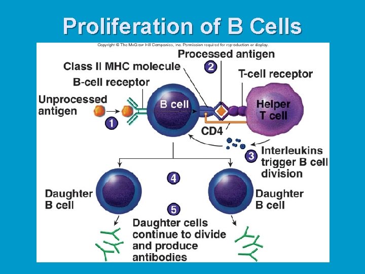 Proliferation of B Cells 