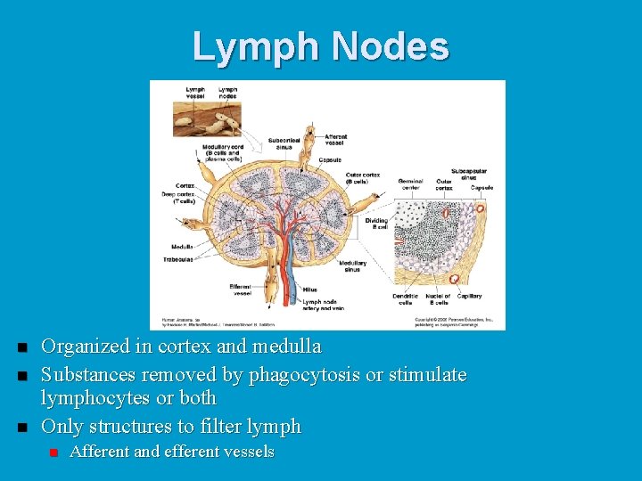 Lymph Nodes n n n Organized in cortex and medulla Substances removed by phagocytosis