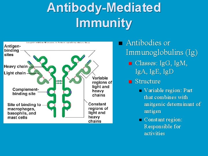 Antibody-Mediated Immunity n Antibodies or Immunoglobulins (Ig) n n Classes: Ig. G, Ig. M,