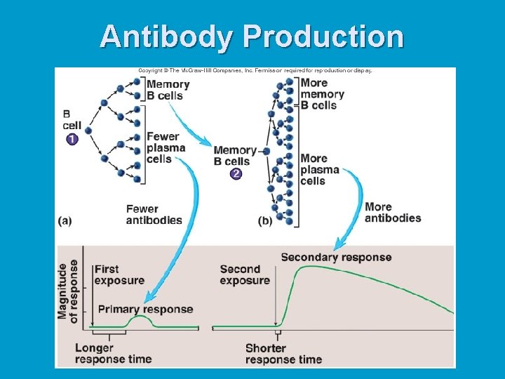 Antibody Production 