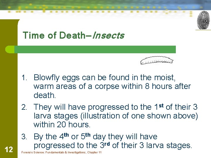 Time of Death—Insects 1. Blowfly eggs can be found in the moist, 12 warm