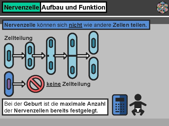 Nervenzelle Aufbau und Funktion Nervenzelle können sich nicht wie andere Zellen teilen. Zellteilung keine