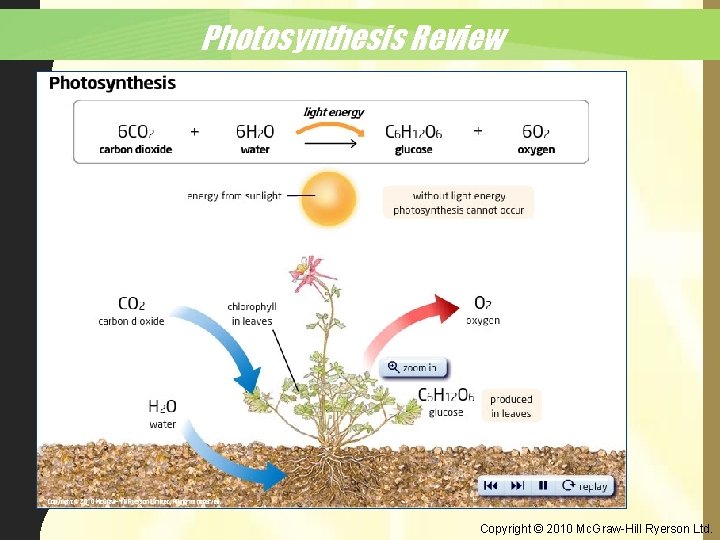 Photosynthesis Review Copyright © 2010 Mc. Graw-Hill Ryerson Ltd. 