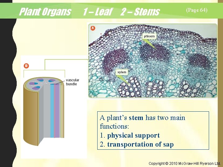 Plant Organs 1 – Leaf 2 – Stems (Page 64) A plant’s stem has