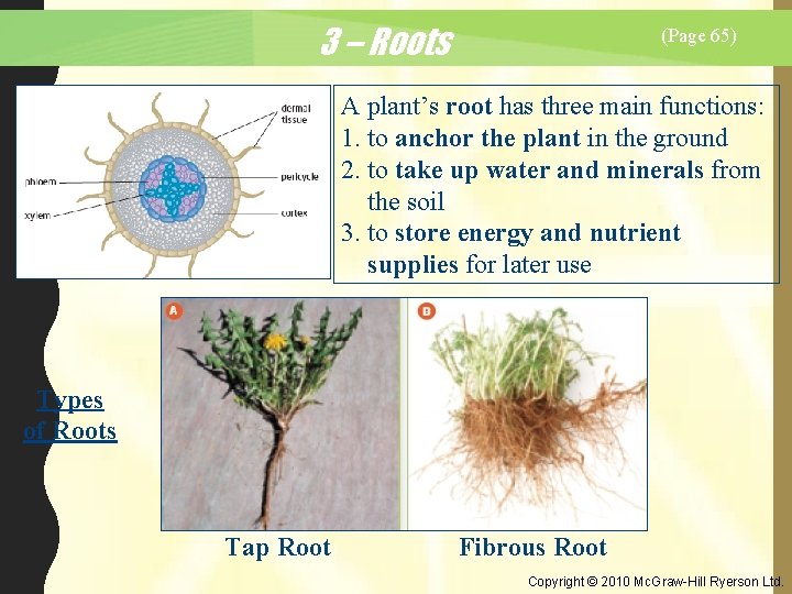 3 – Roots (Page 65) A plant’s root has three main functions: 1. to