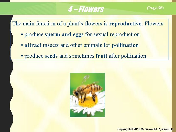 4 – Flowers (Page 68) The main function of a plant’s flowers is reproductive.