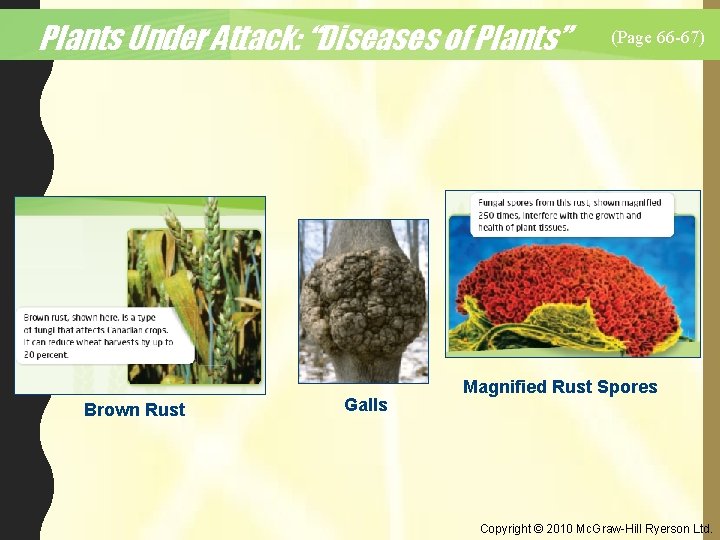 Plants Under Attack: “Diseases of Plants” Brown Rust Galls (Page 66 -67) Magnified Rust