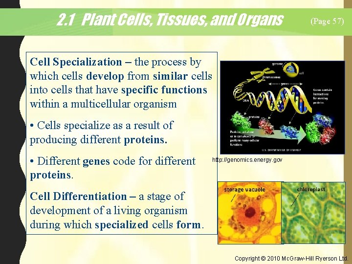 2. 1 Plant Cells, Tissues, and Organs (Page 57) Cell Specialization – the process