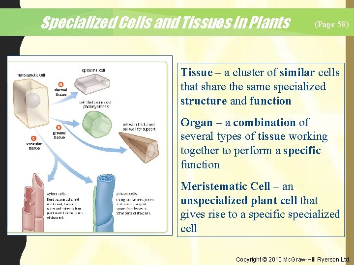 Specialized Cells and Tissues in Plants (Page 58) Tissue – a cluster of similar