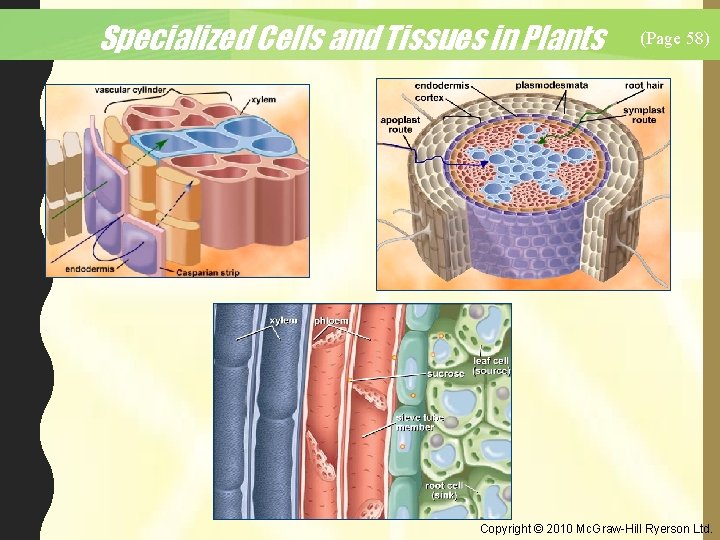 Specialized Cells and Tissues in Plants (Page 58) Copyright © 2010 Mc. Graw-Hill Ryerson