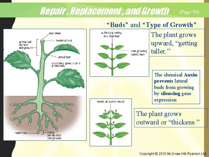 Repair , Replacement , and Growth (Page 59) “Buds” and “Type of Growth” The